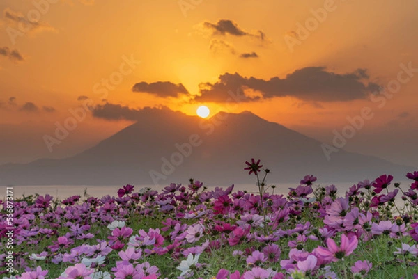 Obraz ダイヤモンド桜島と秋桜