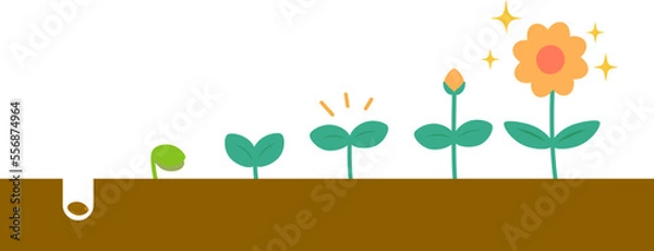 Obraz 種から花へ段階的に成長する植物のイラストト