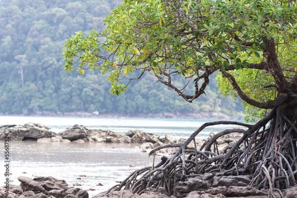 Obraz Mangrove tree