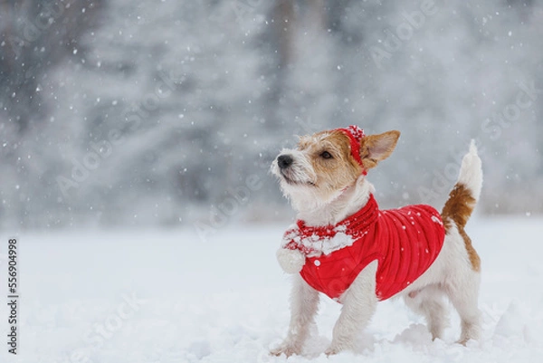 Obraz Jack Russell Terrier in a red jacket, hat and scarf stands in the forest. There is a snowstorm in the background. Christmas concept