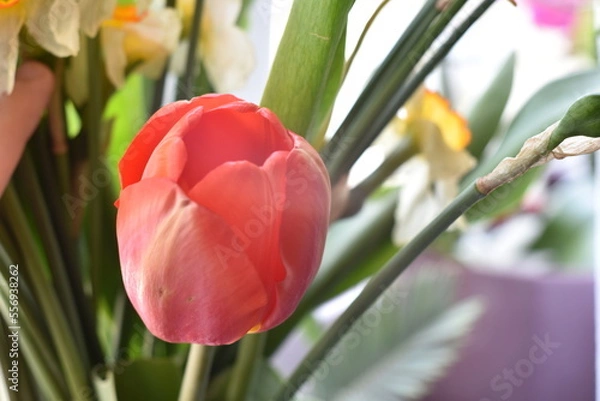 Obraz plush baby tulip