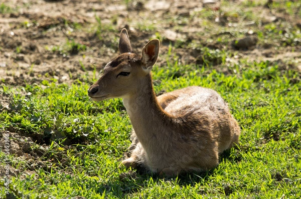 Obraz Cerbiatto in primo piano