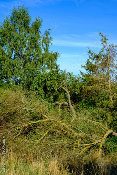 Obraz Peene River Valley Near Demmin, Germany