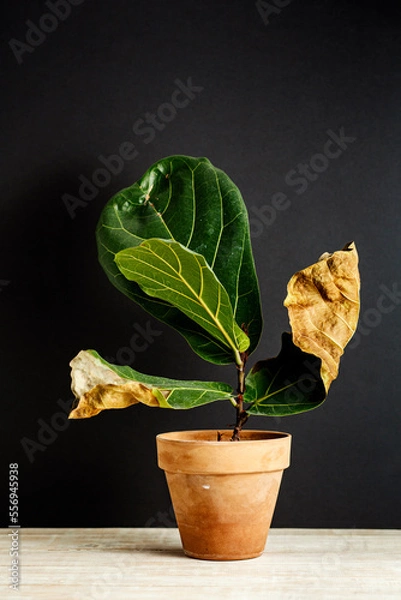 Obraz Ficus lirata. Withered ficus leaves, improper care