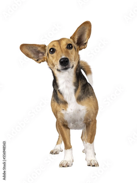 Obraz Cute mixed stray dog with big ears, standing facing front. Looking towards camera. Isolated cutout on transparent background.