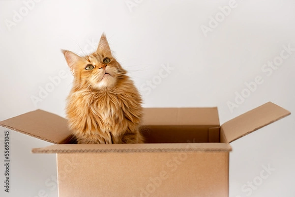 Fototapeta cardboard box with a cat.maine coon in box