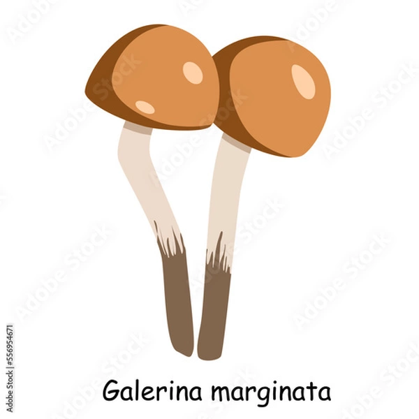 Fototapeta A flat vector of a poisonous toadstool mushroom isolated on a white background.