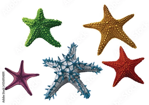 Fototapeta Collection of various Star fish with transparent background