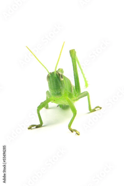 Fototapeta green grasshopper