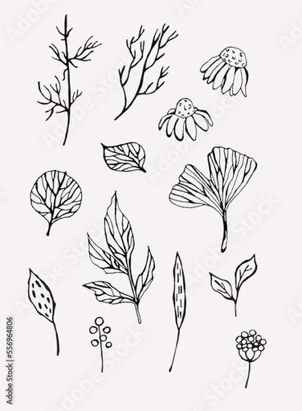 Fototapeta Botanical line clipart set on isolated white background. For stationery design, postcards, calendars, notebooks, booklet, clothing print, phone case design, posters, stickers, splash screen