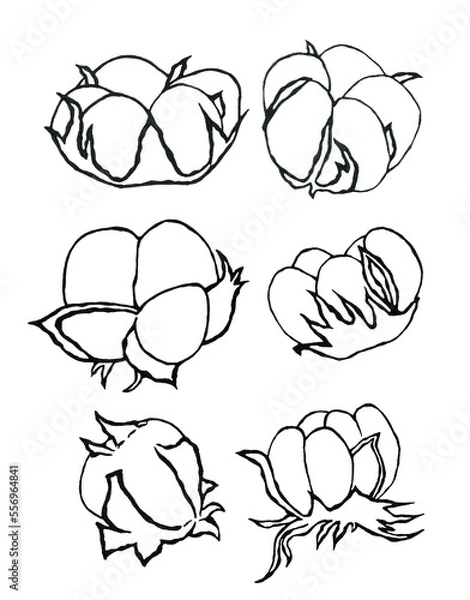 Fototapeta Cotton line clipart set on isolated white background. For stationery design, postcards, calendars, notebooks, booklet, clothing print, phone case design, posters, stickers, splash screen