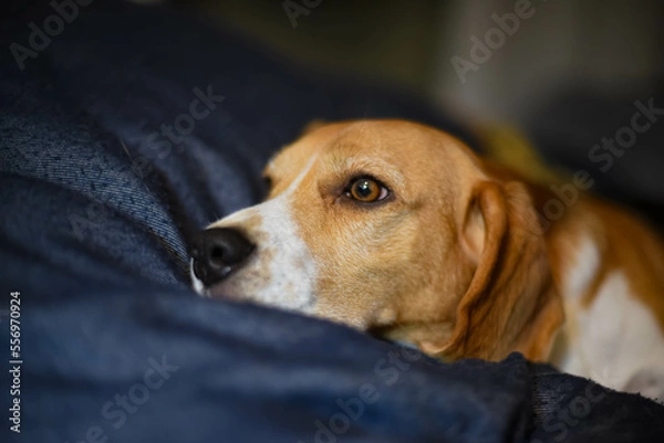 Fototapeta Beagle wishes for something.