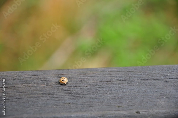 Fototapeta Ladybug on old grey wood with blured green background