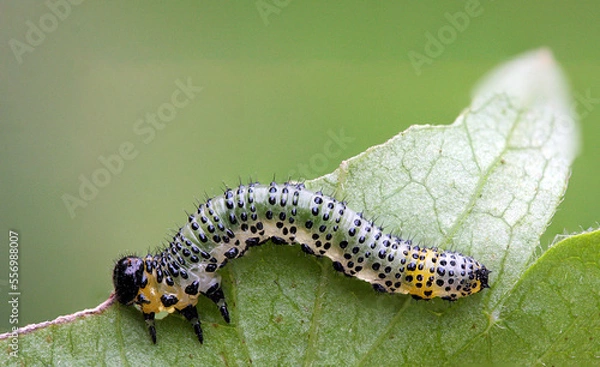 Fototapeta Single gooseberry sawfly catepillar eating a  leaf 