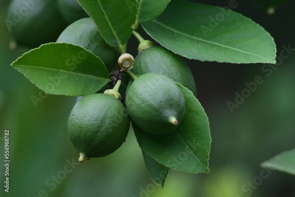 Obraz Citrus fruit plants planted in the backyard