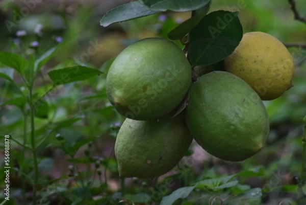 Obraz Citrus fruit plants planted in the backyard