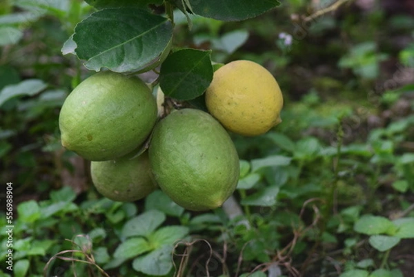 Obraz Citrus fruit plants planted in the backyard