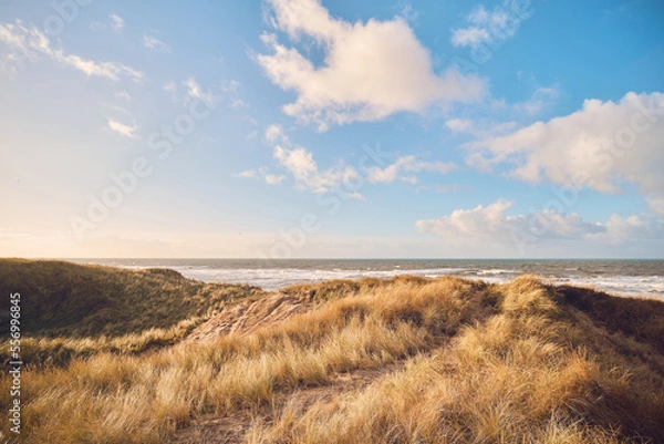 Fototapeta Grass Dunes in Denmark. High quality photo