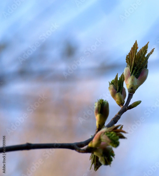 Fototapeta Young spring leaves