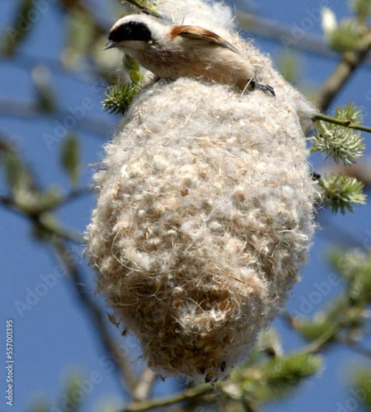 Obraz bird in the nest