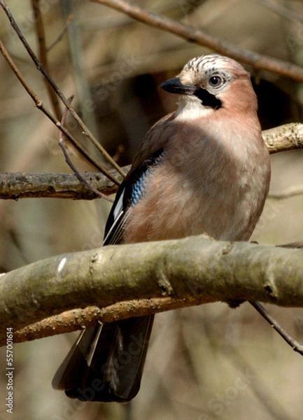 Fototapeta Jay on the branch