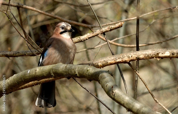 Fototapeta Jay on the branch