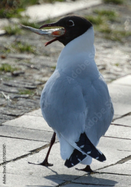 Obraz seagull eats fish