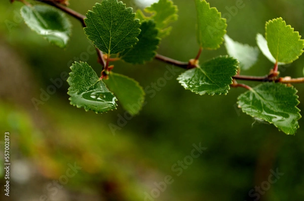 Fototapeta Wet leaves of birch