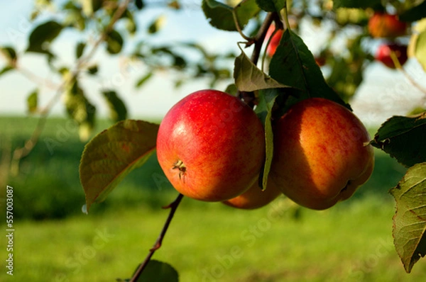 Obraz apples on a tree