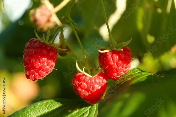 Obraz raspberry on a bush