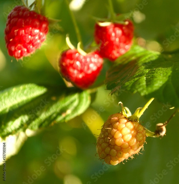 Obraz Sunny raspberry 