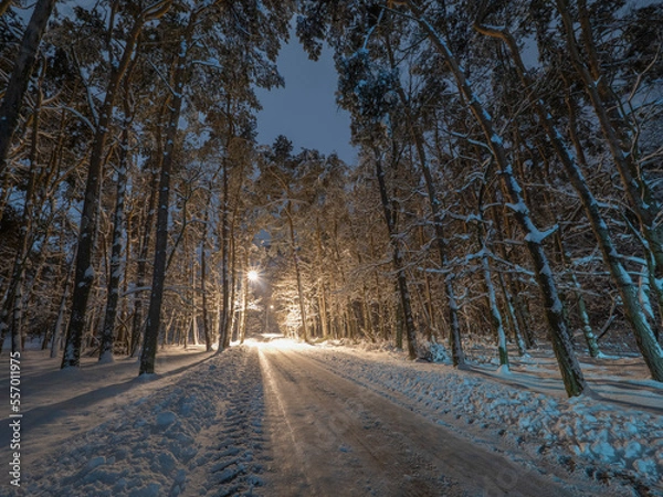 Obraz winter road in the forest