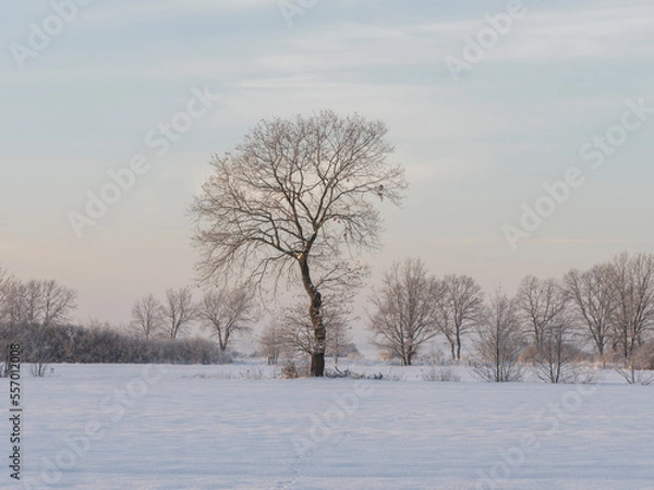 Obraz trees in the snow