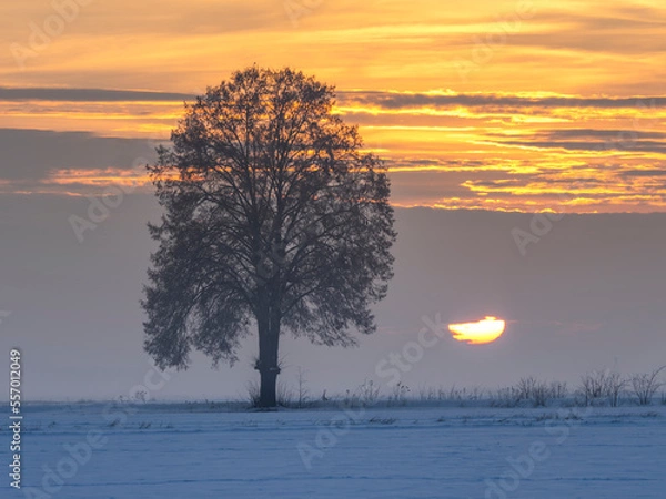 Obraz sunrise tree