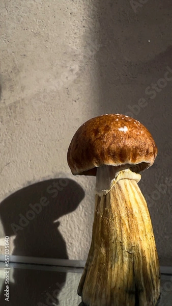 Fototapeta psilocybin mushroom for healing therapy