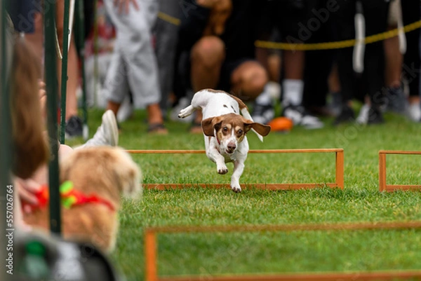 Fototapeta Dachshund Leaps Over Hurdle Back Legs Up