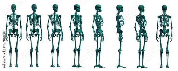 Obraz skeleton body