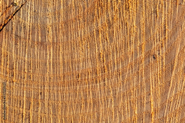 Fototapeta Fresh saw cut wood end grain macro background texture