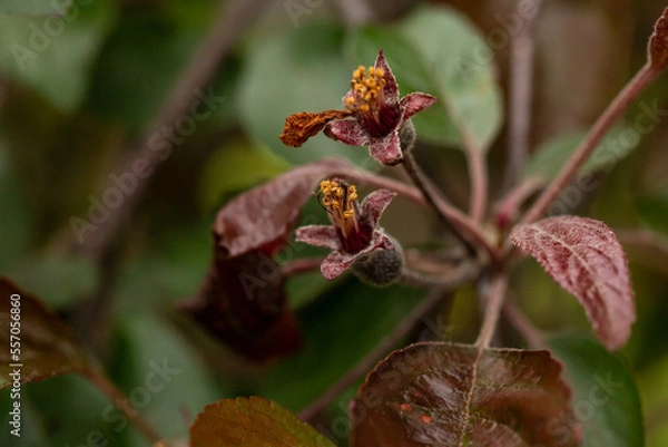 Fototapeta ovaries of an ornamental apple tree close up