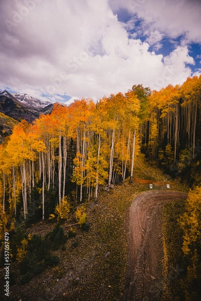Fototapeta View from a gondola of tall aspen trees and people walking, scenic views in Telluride, Colorado in the fall