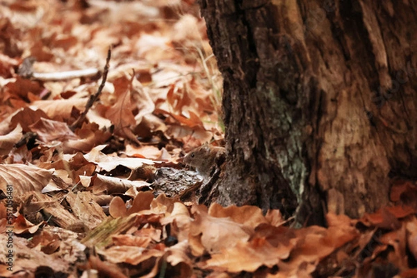 Fototapeta ベルリンの森の野ネズミ
