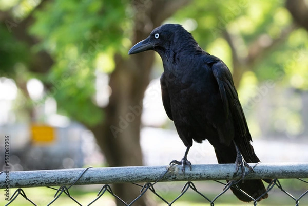 Obraz Torresian Crow