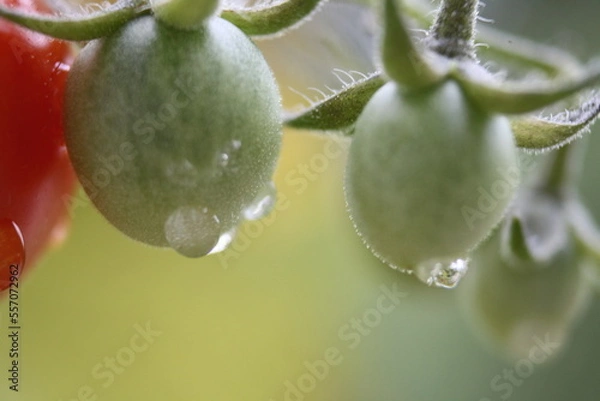 Obraz tomatoes on a vine