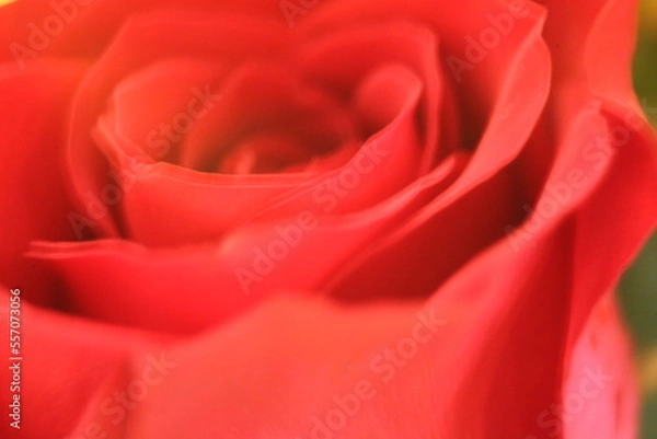 Obraz red rose close up