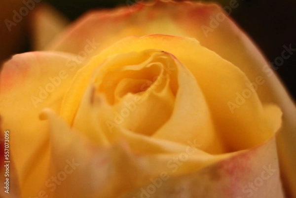 Obraz yellow rose close up