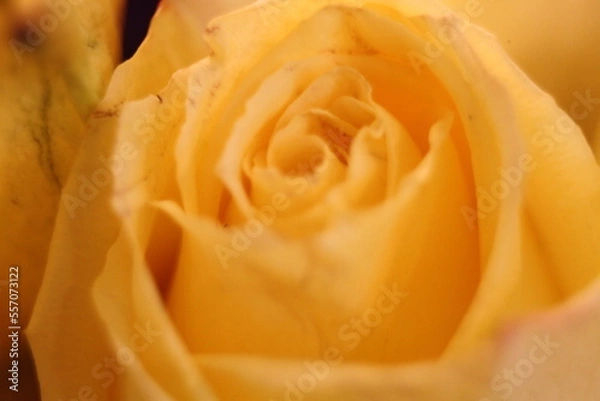 Obraz yellow rose close up
