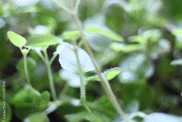 Obraz spring in the garden