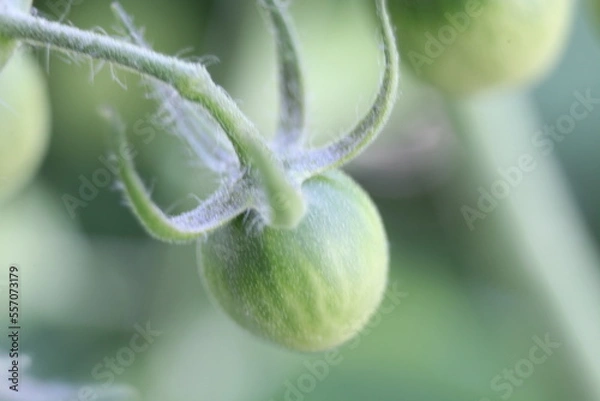 Obraz close up on the green tomato 