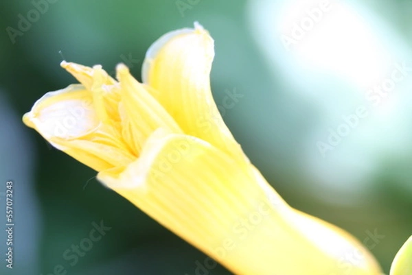 Obraz yellow flower macro