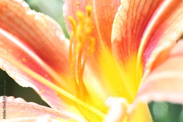 Obraz close up of orange flower